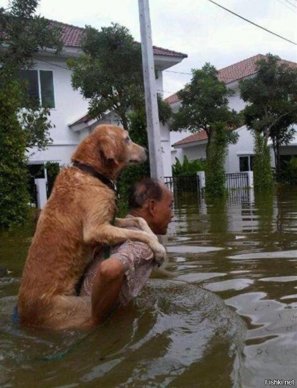 Не, ну что это такое!  Уже большой собакен, неужели сам плавать не умеет?