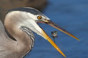 Красивые карточки!
Что бы такую сделать - нужна тушка, которая способна на низком ISO работат ьс очень короткой выдержкой на высокой скорости серийной съемки в RAW - думаю, было сделано скорострельной пятеркой или единичкой (если говорить про технику Canon) - которые стреляют больше 15 кадров в секунду. Из 1000 получившихся кадров берется один, самый резкий и сюжетный, - таки образом - высокие награды на конкурсах - это своего рода компенсация профессиональному фотографу за дорогостоющую премиум-аппаратуру, и изношенный затвор