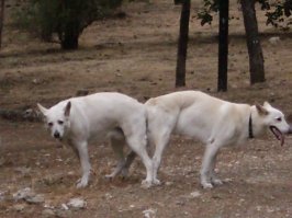 Я вот такого сказочного зверя, о двух головах, видел.