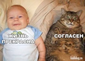 Шутки и прикольные истории