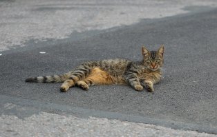 Котская жизнь