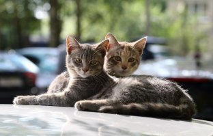 Котская жизнь