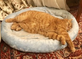 Если кошка любит спать в вашей постели - вот что это значит