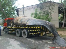 "Пруф или не было": невероятные моменты, которые удалось заснять на камеру