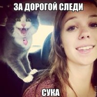 Котская жизнь