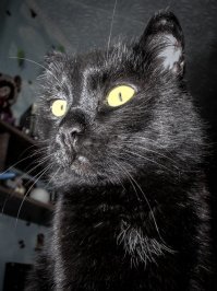 Мой котяра и его Server.