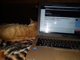 Если кошка любит спать в вашей постели - вот что это значит