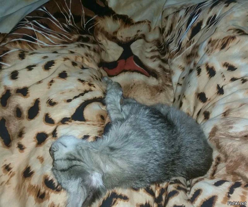Если кошка любит спать в вашей постели - вот что это значит