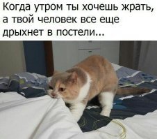 Если кошка любит спать в вашей постели - вот что это значит