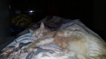 Мой кот-шпрот ))))