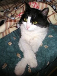 Если кошка любит спать в вашей постели - вот что это значит