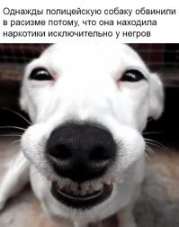 Нападение полицейской собаки К-9 на невиновную 52-летнюю женщину попало на видео