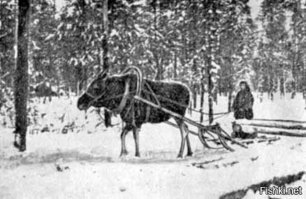 Почему люди не приручили лося