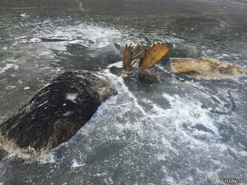 Лоси, выясняя отношения, сцепились рогами, упали в воду, не сумев освободится утонули. Потом пришла зима. Место действия   Аляска. Фотограф  Джеф Ериксон