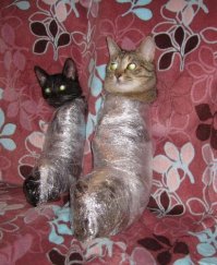 А у меня их трое ....елки не будет .  Прибей ее хоть к полу , все равно разберут )
Лизка , главарь бандформирования , не успокоится ...чувствую .