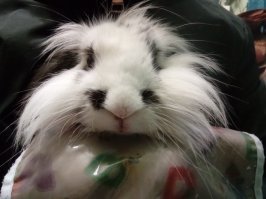 У меня тоже кролик! Крольки рулят!