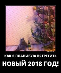 Эти коты подарят вам добрую порцию новогоднего настроения!