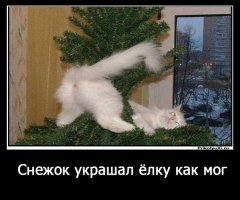 Эти коты подарят вам добрую порцию новогоднего настроения!