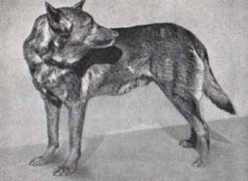 В 1882 году на выставке собак в Ганновере под именем "немецкая овчарка" были впервые представлены две пастушьи собаки - Кирас и Грейф, светло-серого окраса, судя по всему - вюртембергской породы. Но тогда это начинание развития не получило.
Окончательно породу "немецкая овчарка" создал ротмистр Макс Эмиль Фредерик фон Штефаниц, селекцией и скрещиванием южно- и среднегерманских пастушьих собак, по сути - из дворняг. 
Пастушьи собаки (по нынешнему - овчарки) в те годы не имели никакого стандарта породы, производители отбирались крестьянами исключительно по их деловым качествам на ярмарочных состязаниях собак. 
Немецкого аристократа такое положение неимоверно раздражало, и он, будучи англофилом, решил вывести идеальную овчарку в полном соответствии с британскими канонами племенного дела.
3 апреля 1899 года ему удалось заполучить для своей псарни пса тюрингской породы по кличке Гектор фон Лиркенхайн, потомка пары собак Поллукс и Прима из питомника "Ганнау". (Впрочем, Поллукс, по мнению свидетелей, был приручённым волком, чего его хозяин так никогда и не признал). 
Этот пёс, по мнению фон Штефаница, наиболее соответствовал его представлению об идеальном экстерьере истинно немецкой овчарки, и именно он был записан Штефаницем в созданную им племенную книгу немецких овчарок под именем Хоранд фон Графрат и  1, и стал предком всех чистопородных немецких овчарок.

Что там насчёт самообразования?