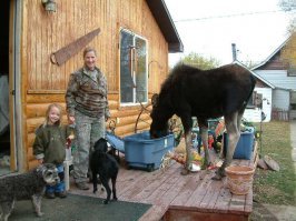 Почему люди не приручили лося