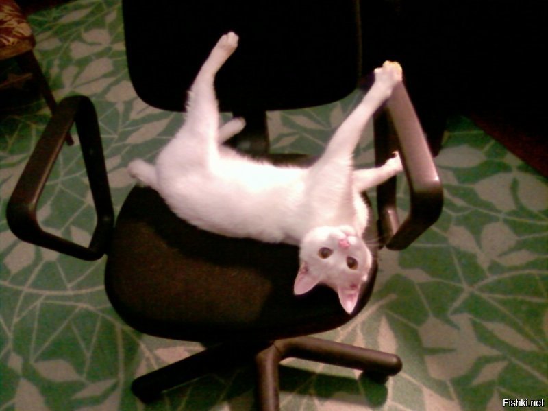 1. Первый день как жена принесла белого с улицы. Отмыли, накормили.
2. Лет пять старшему.
3. Первый день, как я младшего притащил, 2 месяца ему.
4,5 Пол-годика младшему.
6,7 Младшему почти год.