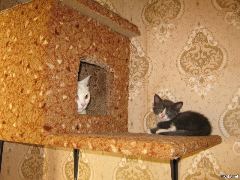 1. Первый день как жена принесла белого с улицы. Отмыли, накормили.
2. Лет пять старшему.
3. Первый день, как я младшего притащил, 2 месяца ему.
4,5 Пол-годика младшему.
6,7 Младшему почти год.