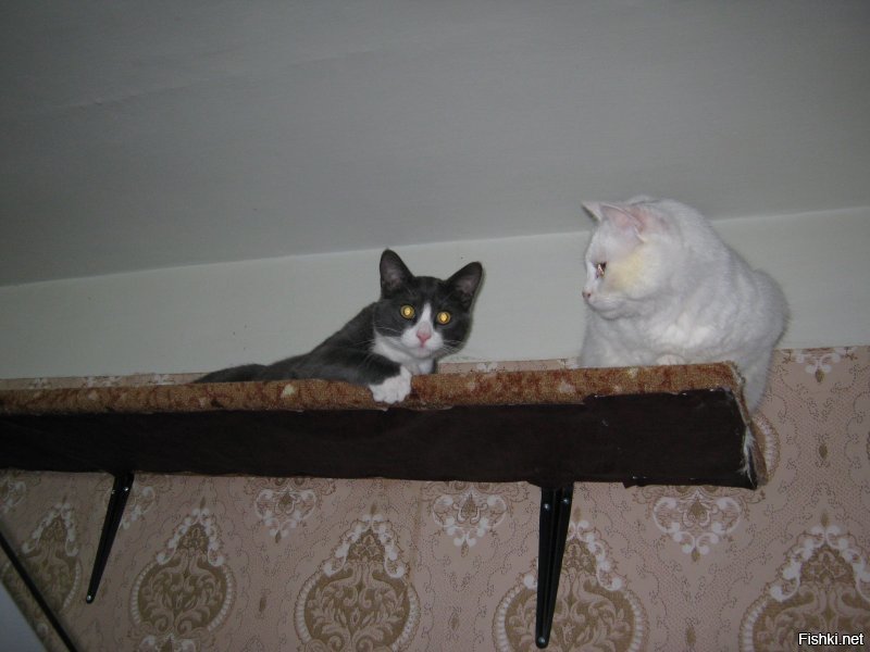 1. Первый день как жена принесла белого с улицы. Отмыли, накормили.
2. Лет пять старшему.
3. Первый день, как я младшего притащил, 2 месяца ему.
4,5 Пол-годика младшему.
6,7 Младшему почти год.