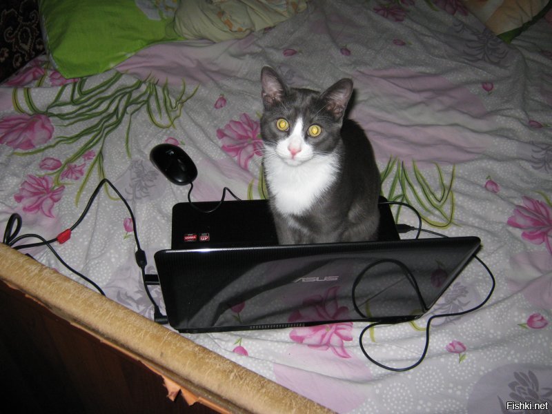 1. Первый день как жена принесла белого с улицы. Отмыли, накормили.
2. Лет пять старшему.
3. Первый день, как я младшего притащил, 2 месяца ему.
4,5 Пол-годика младшему.
6,7 Младшему почти год.