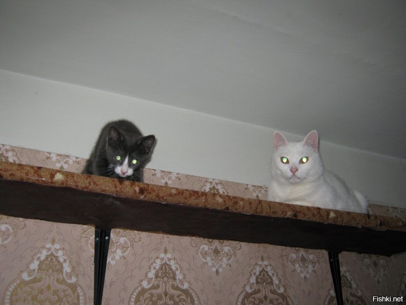 1. Первый день как жена принесла белого с улицы. Отмыли, накормили.
2. Лет пять старшему.
3. Первый день, как я младшего притащил, 2 месяца ему.
4,5 Пол-годика младшему.
6,7 Младшему почти год.