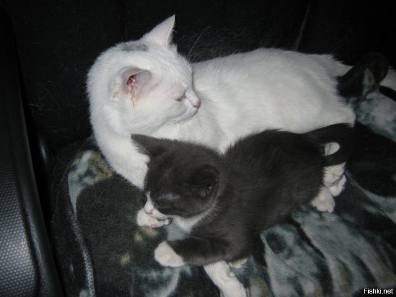 1. Первый день как жена принесла белого с улицы. Отмыли, накормили.
2. Лет пять старшему.
3. Первый день, как я младшего притащил, 2 месяца ему.
4,5 Пол-годика младшему.
6,7 Младшему почти год.