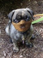 Иногда наши ангелы-хранители спускаются с небес, чтобы спасти нам жизнь!