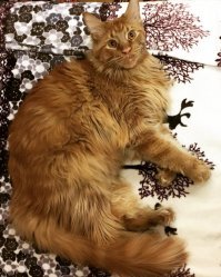 Если кошка любит спать в вашей постели - вот что это значит