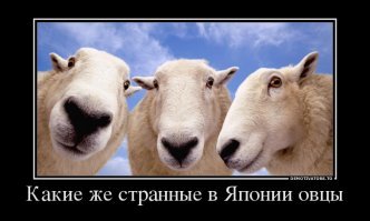 Морской слизняк, похожий на овечку