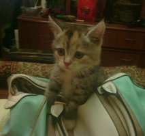 Забавный узор :) На наш ковёр очень похож :)
Говорят пестратые (именно так! :) ) кошки особенно любопытны и хитрЫ. У нас старшая кошка Куся именно такая - ничто на свете не должно пройти мимо неё и без её участия! И по этой же причине она чаще всех огребается :)