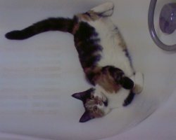 Уже не первый ваш пост про котеек, на который я натыкаюсь. Хорошие фотографии и остроумные комментарии. Неприкрытая любовь к этим животным просто фонтанирует. Единственный вопрос, который возникает при просмотре ваших постов- вы этих котеек угощаете вкусненьким за проведенные фотосессии?  )))

Наша Клёпа.  Из двухмесячной замершей и оголодавшей подобрашки выросла вот такая дама. Приблизительно через год взяли собаку. На правах старшей, относится к псёну снисходительно- пренебрежительно...  ))