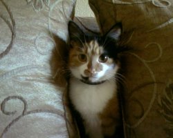 Уже не первый ваш пост про котеек, на который я натыкаюсь. Хорошие фотографии и остроумные комментарии. Неприкрытая любовь к этим животным просто фонтанирует. Единственный вопрос, который возникает при просмотре ваших постов- вы этих котеек угощаете вкусненьким за проведенные фотосессии?  )))

Наша Клёпа.  Из двухмесячной замершей и оголодавшей подобрашки выросла вот такая дама. Приблизительно через год взяли собаку. На правах старшей, относится к псёну снисходительно- пренебрежительно...  ))