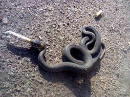 Silentium est aurum.
  Константин Константинов
   Месяц назад
 
Вот курила бы любая другая змеюка,а ужика бычком любой накормит.

Источник:  © Fishki.net