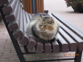 Котская жизнь.Часть 3