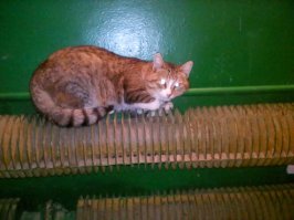 Наш бомж из подъезда. Ласкуном зовём.