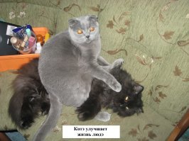 Котская жизнь.Часть 3