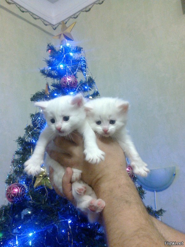 Эти коты подарят вам добрую порцию новогоднего настроения!