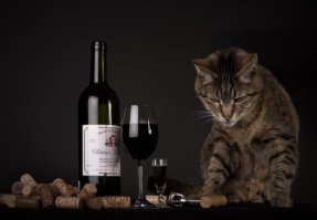 А мне надо кота к наркологу вести или ветеринар все сделает?