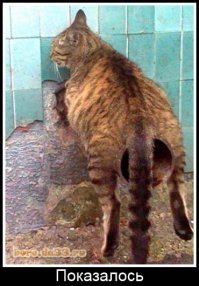 Кошки они такие.