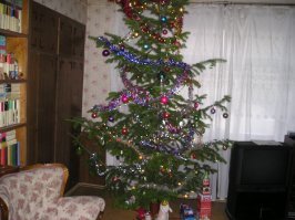 Что не так у нас с елками? Почему у нас какие-то лысые обглодыши растут?