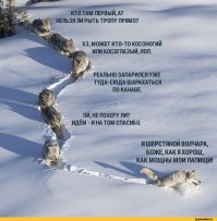 Что сделал Иван Сусанин