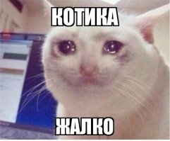 "китикет для кота - и для собаки, на корм..."