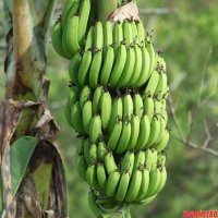 Я думаю они так изогнуты, потому что растут очень плотно друг к другу