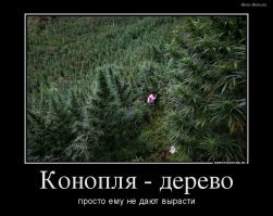 Конопля это дерево