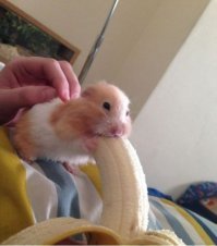 Гора из «Игры престолов» завёл себе подружку. И она меньше его примерно в два раза