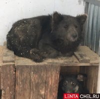 Это скорее всего помесь чау-чау с неизвестной породой собак.